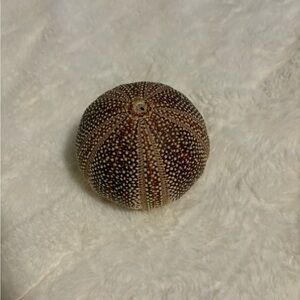 Natural Brown Sea Urchin Home Decor
